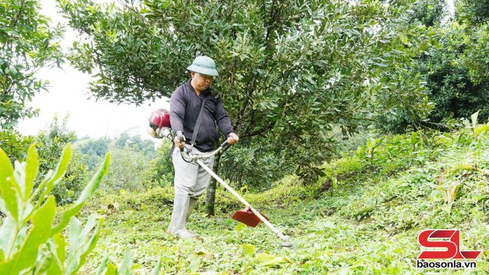 Nhân dân xã Kim Bon chăm sóc vườn mắc ca.