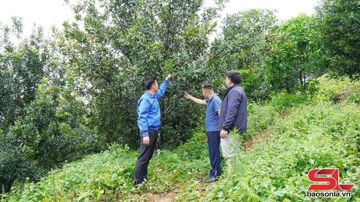 Mô hình cây mắc ca của nhân dân bản Suối On, xã Kim Bon.
