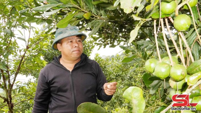 Vườn cây mắc ca tại xã Kim Bon đã cho thu hoạch.