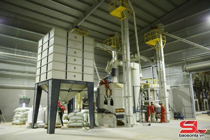 Ca sản xuất tại Công ty cổ phần Phúc Sinh Sơn La, xã Chiềng Mung.