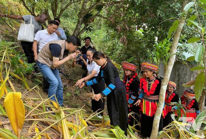 Hợp tác xã Tân Thành (phường Bắc Kạn) ứng dụng hệ thống GIS để quản lý thông tin vùng trồng, liên kết vùng trồng nghệ nếp.