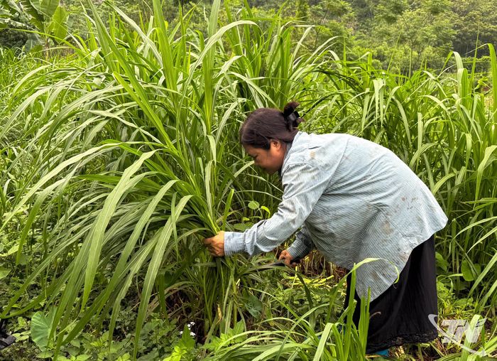 Người dân xóm Đồng Mây, xã Quang Sơn trồng cỏ để chăn nuôi dê.