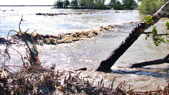 Ông Phạm Văn Tuyển (ngụ xã Đá Bạc, tỉnh Cà Mau) chia sẻ: "Cách đây 20 năm, tôi vẫn nuôi trồng thủy sản ngoài dải bờ kè. Do sóng biển đánh mạnh nên bãi bị sạt lở, gia đình tôi phải di chuyển vào trong đê biển Tây để duy trì sản xuất, nhưng tình trạng sóng to, gió lớn vào mùa mưa, nước mặn tràn qua đê khiến người không khỏi lo lắng".