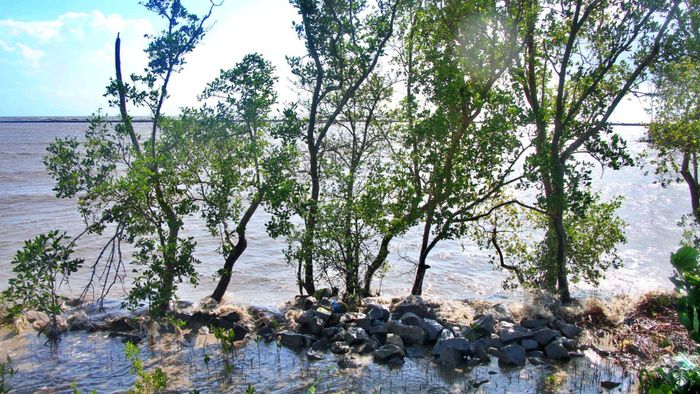 Ông Bùi Quốc Nam, Phó Hạt trưởng phụ trách Hạt Quản lý đê biển Tây cho biết: "Mùa mưa bão đang bước vào cao điểm, đê biển Tây của tỉnh Cà Mau chịu ảnh hưởng rất lớn trước các đợt sóng, triều cường. Công tác bảo vệ đê biển Tây trong mùa mưa luôn được đặt lên hàng đầu, đơn vị luôn trong tư thế sẵn sàng các phương án, túc trực 24/24h để kịp thời ứng phó, khi có sự cố vỡ đê xảy ra".