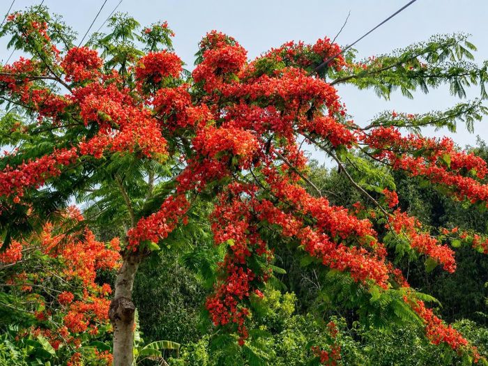 Những chùm phượng đỏ nở rộ, phủ kín tán cây ven tuyến đường Nguyễn Ái Quốc, thu hút nhiều người dân và du khách đến tham quan, chụp ảnh. Ảnh: Đức Linh.