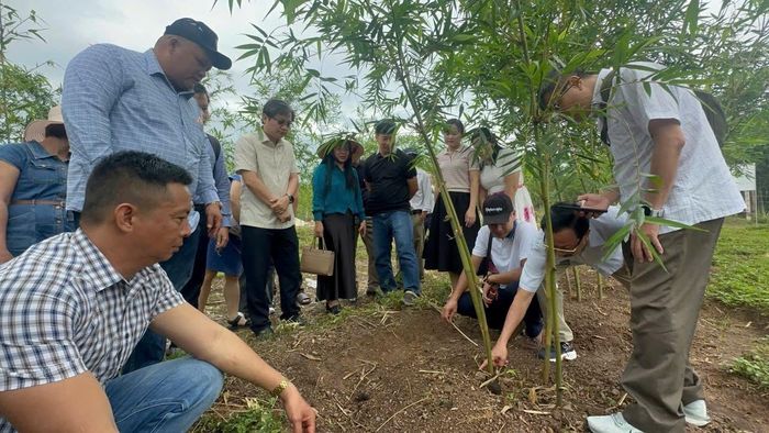 Kỹ thuật viên Công ty Đức Thành giới thiệu quy trình canh tác và hiệu quả kinh tế của mô hình tre lục trúc với đoàn công tác.