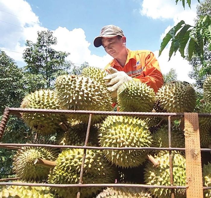 Nếu không kịp thời chấn chỉnh các tồn tại việc tiêu thụ, xuất khẩu sầu riêng trên địa bàn tỉnh sẽ bị ảnh hưởng