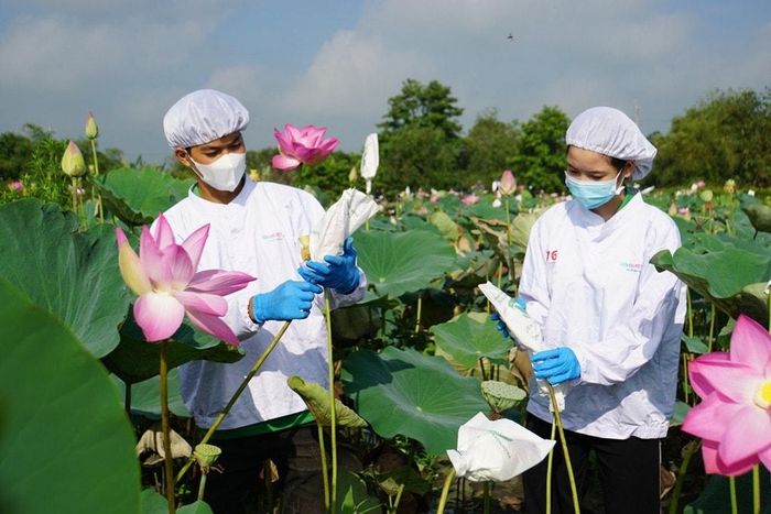Lễ hội Sen Đồng Tháp hướng đến mục tiêu tôn vinh hoa Sen, phát huy giá trị văn hóa - kinh tế cho các sản phẩm chế biến từ cây Sen Đồng Tháp.