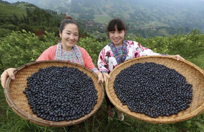 Việt quất Trung Quốc ngày càng cạnh tranh hơn về giá so với sản phẩm nhập khẩu từ các quốc gia xa hơn như Chile, Peru hay Hoa Kỳ