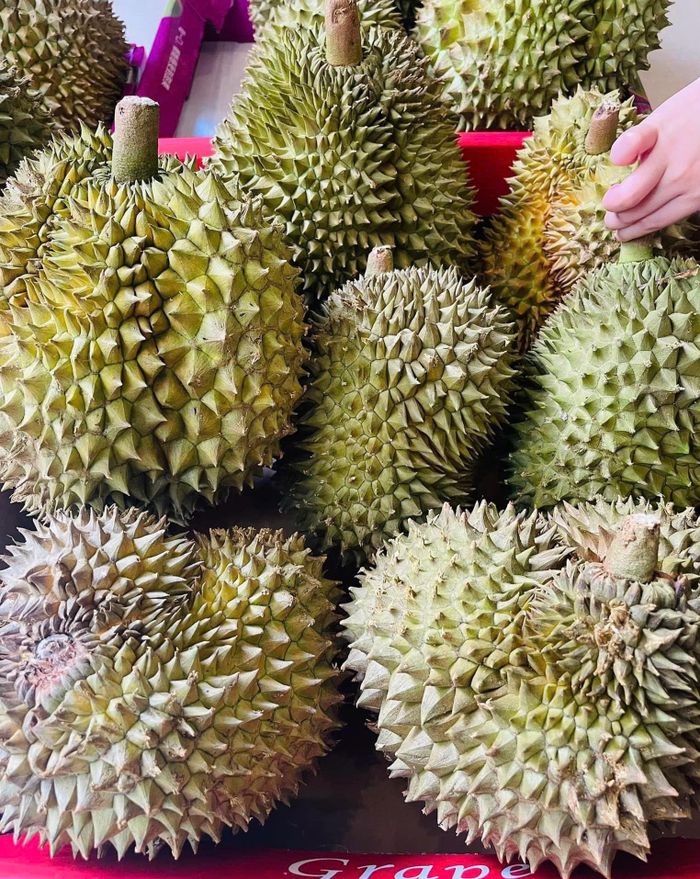 quy trình và hướng dẫn kỹ thuật truy xuất nguồn gốc cho quả sầu riêng phải được hoàn thiện sớm nhất để kịp thời phục vụ hoạt động xuất khẩu lớn trong năm 2026. Ảnh: Đỗ Phong