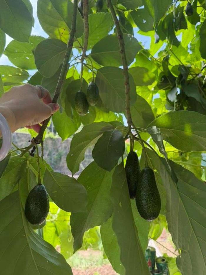 Trái cây đầu mùa trong vườn nhà người đẹp.