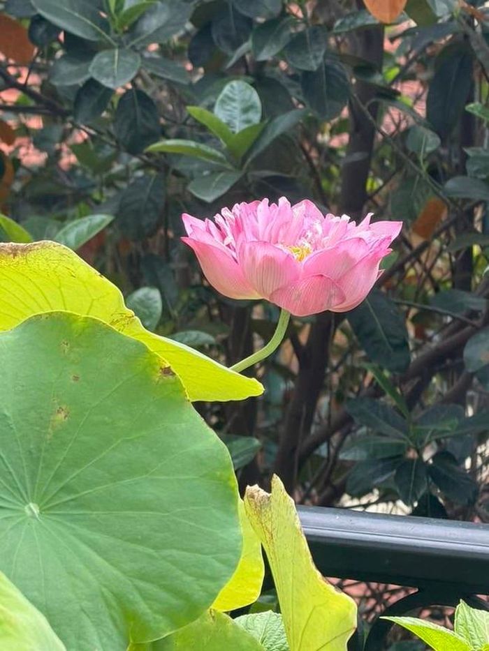 Hoa sen trong vườn nhà Hoa hậu Nguyễn Thị Huyền.