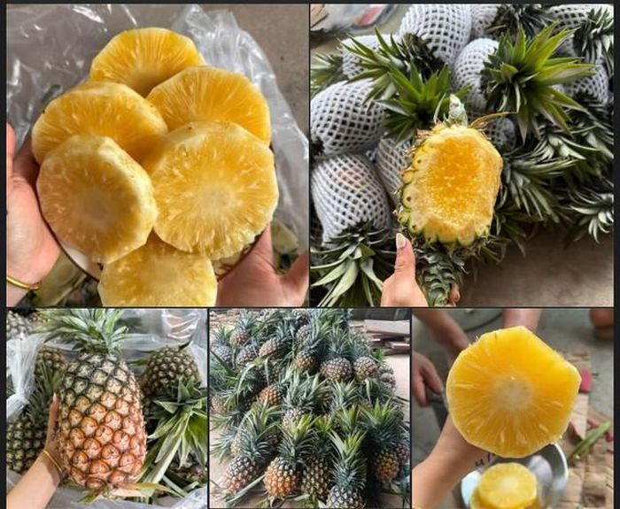 Dứa mật bên trong thịt quả có màu vàng đậm xen lẫn thịt quả vàng tươi, nhiều người lần đầu thấy tưởng quả bị dập nhưng phần này chính là mật.