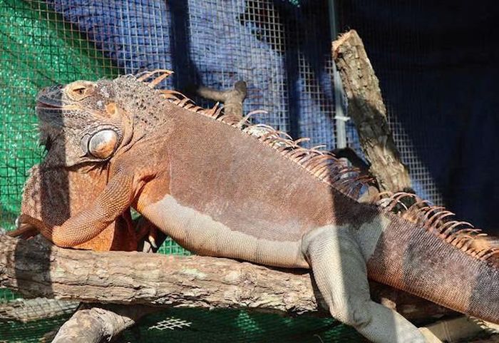 Rồng đất Nam Mỹ (còn gọi là rồng Nam Mỹ), loài động vật quý hiếm thường gặp ở các khu rừng tự nhiên thuộc một số tỉnh như Gia Lai, Khánh Hòa…, hiện đang được chăm sóc tốt nên sức khỏe ổn định.