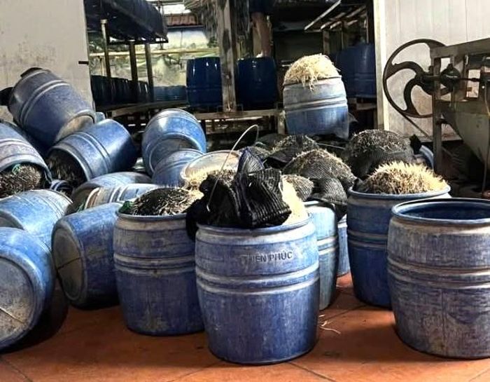 Đối tượng Phùng Văn Hậu sử dụng chất cấm để sản xuất giá đỗ. Ảnh: Cơ quan Công an.