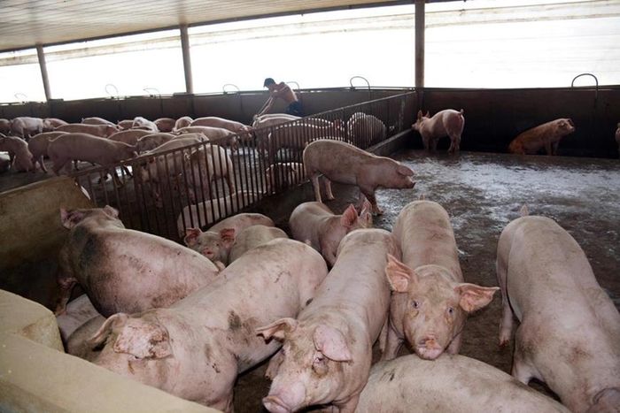 Tháng 5 ghi nhận giá chăn nuôi khởi sắc. Ảnh: T.L