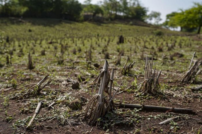  Những cây ngô chết khô do hạn hán tại El Salvador vào mùa hè 2023. Ảnh: BLOOMBERG 