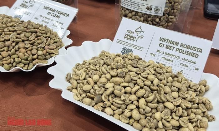 Robusta tăng mạnh