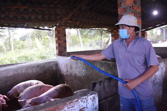 Việc theo dõi đàn vật nuôi hằng ngày giúp phát hiện sớm và xử lý kịp thời các nguy cơ dịch bệnh.