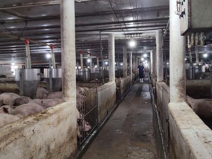 Các biện pháp phòng dịch được thực hiện nghiêm ngặt tại khu vực chăn nuôi.
