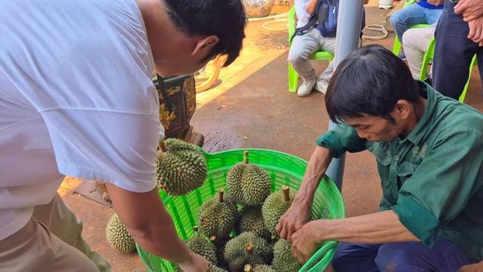 Nhiều khách tham quan mua sầu riêng tại vườn