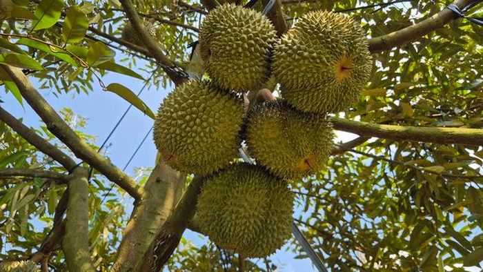 Một chùm sầu riêng Black Thorn trên cây sắp thu hoạch