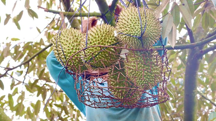 Dùng rọ sắt để giữ sầu riêng. Ảnh: HỮU PHÚC