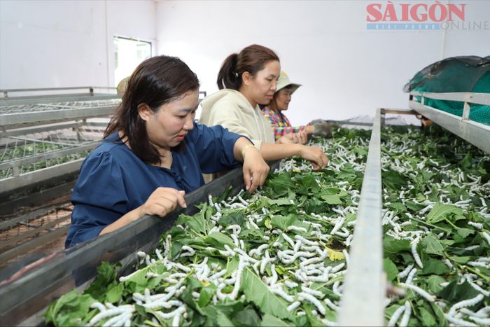  Với khí hậu mát mẻ, cây dâu trồng ở vùng đất này có lá to, dày. Ảnh: ĐOÀN KIÊN 