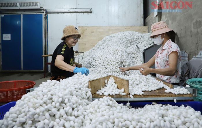  Người dân phân loại kén tằm trước khi đưa vào hệ thống sơ chế. Ảnh: ĐOÀN KIÊN 