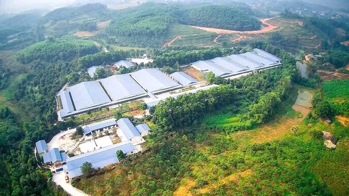 Trang trại chăn nuôi lợn quy mô hơn 1.000 nái của Công ty TNHH Hồng Dương, đặt tại khu 8 Khải Xuân, xã Đông Thành