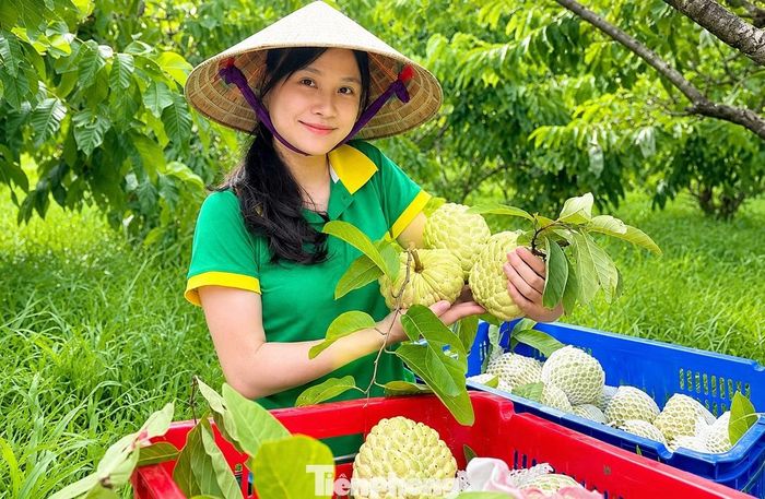 Chị Hà đưa nông sản lên sàn thương mại điện tử.