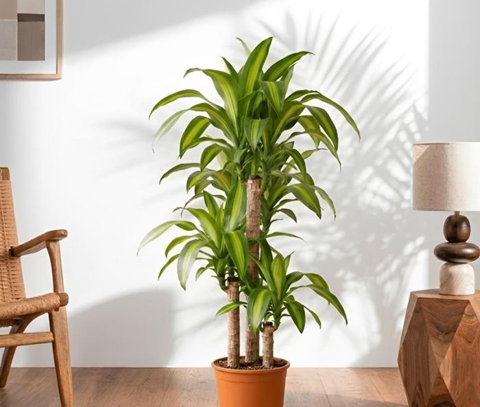 Thiết mộc lan đóng vai trò "điều hòa", vừa nuôi dưỡng vừa không để hỏa khí bùng phát quá độ. 