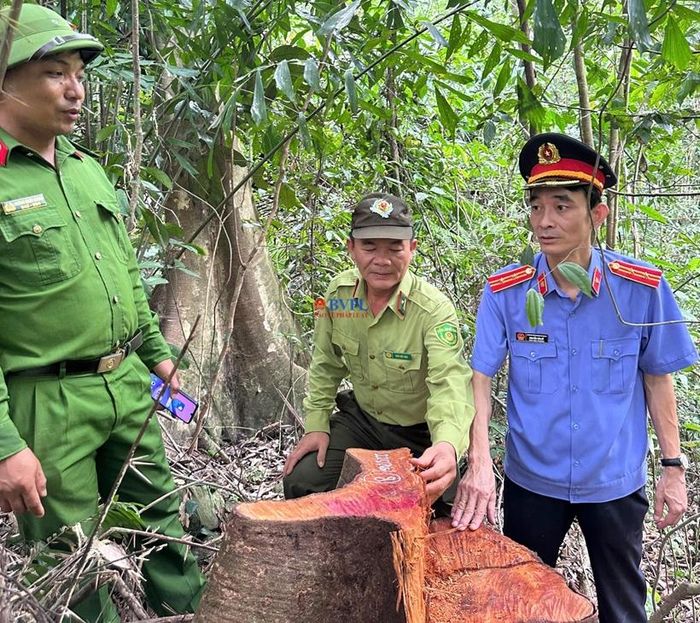 3 lực lượng: Kiểm lâm, Công an, Viện kiểm sát phối hợp khám nghiệm, đo đếm gốc cây tại hiện trường. 