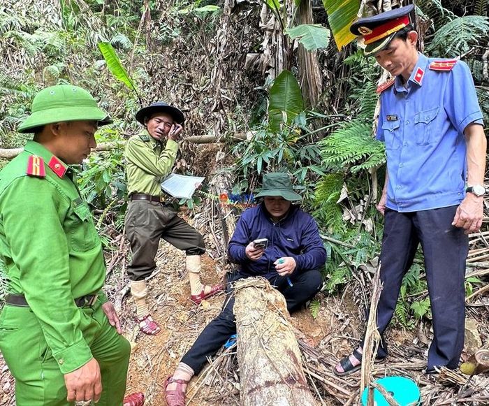  Kiểm sát viên kiểm sát việc kiểm đếm, đo đếm mẫu vật gỗ rừng bị chặt hạ còn sót lại tại hiện trường.