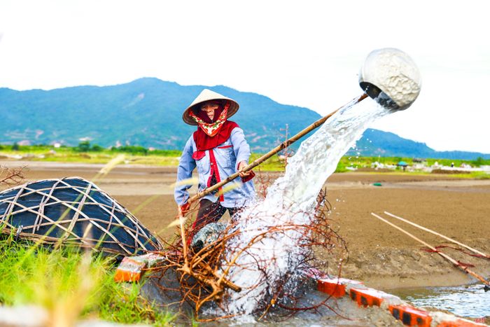 Diêm dân làng muối Châu Hạ ra đồng từ sáng sớm.
