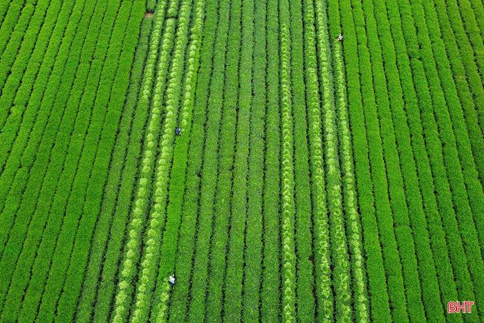 Sắc xanh mơn mởn của những búp chè non cùng hình ảnh người dân cần mẫn lao động tạo nên nét đẹp bình dị, đặc trưng của vùng núi Hà Tĩnh.