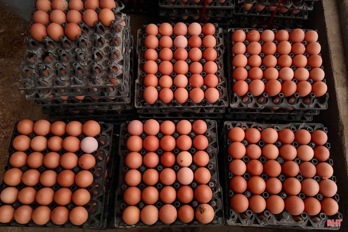 Mỗi ngày, trang trại của anh Nguyễn Văn Nguyên cung ứng ra thị trường hơn 4.000 quả trứng.