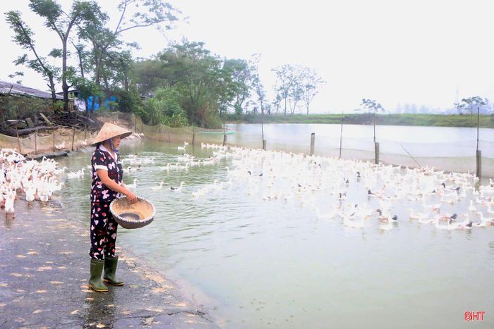Với quy mô 2.500 con vịt đẻ, gia đình anh Dương Văn Chương đang đối mặt với áp lực về chi phí đầu vào tăng cao trong bối cảnh giá trứng xuống thấp.
