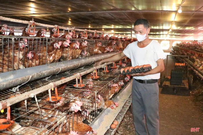 Trang trại chăn nuôi tổng hợp của anh Nguyễn Văn Nguyên (xã Toàn Lưu) có quy mô 6.000 con gà đẻ.