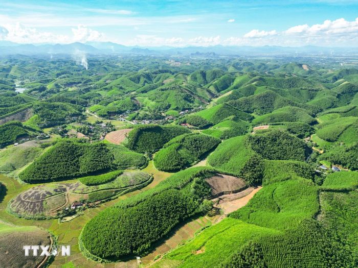 Mô hình trồng rừng keo tại huyện Triệu Sơn, tỉnh Thanh Hóa giúp hấp thụ lượng lớn CO₂, góp phần giảm phát thải khí nhà kính. (Ảnh: Lê Đông/TTXVN)