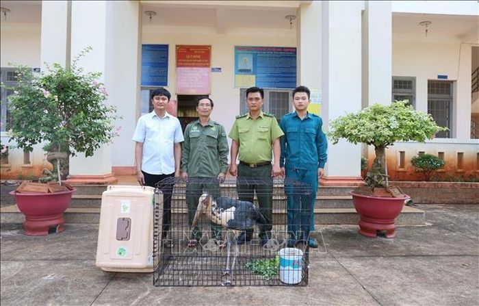 Việc người dân chủ động thông báo, giao nộp động vật hoang dã cùng sự phối hợp kịp thời của các cơ quan chức năng đã góp phần bảo vệ hiệu quả các loài động vật quý hiếm.