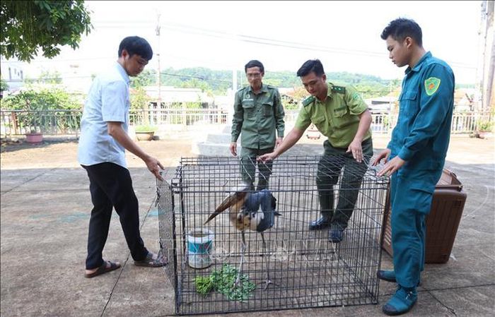 Qua xác minh cá thể động vật được xác định là già đẫy nhỏ (tên khoa học Leptoptilos javanicus), thuộc Nhóm IB - nhóm động vật rừng nguy cấp, quý, hiếm được ưu tiên bảo vệ.