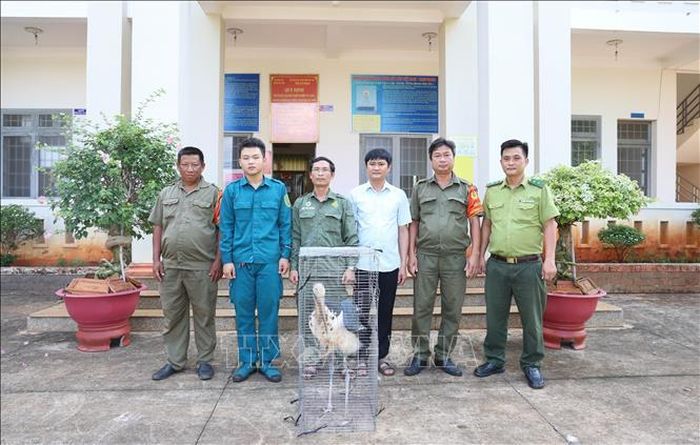 Sau khi hoàn tất các thủ tục cần thiết, UBND phường Lộc Ninh đã phối hợp với Công an phường và Hạt Kiểm lâm khu vực 10 bàn giao cá thể già đẫy nhỏ cho Trung tâm Tuyên truyền, Du lịch và Cứu hộ bảo tồn thuộc Vườn Quốc gia Bù Gia Mập để tiếp tục cứu hộ, chăm sóc và bảo tồn.