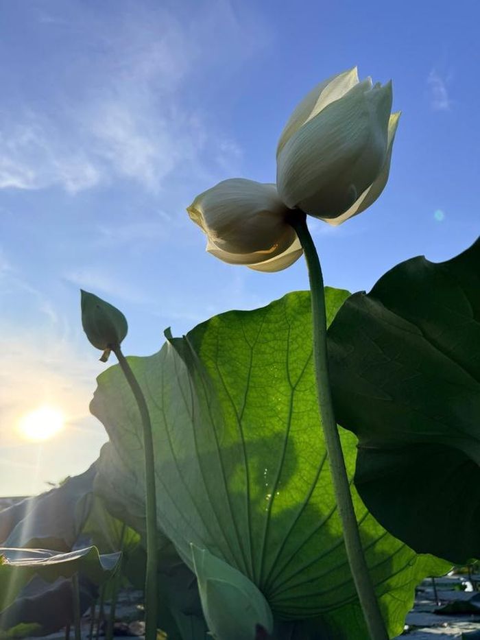 Bông sen "sinh đôi" 2 búp hiếm thấy.