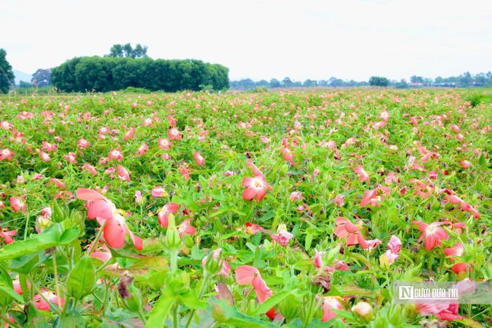 Điều đáng mừng, đây là năm đầu tiên xã Hương Xuân triển khai cây trồng mới này.