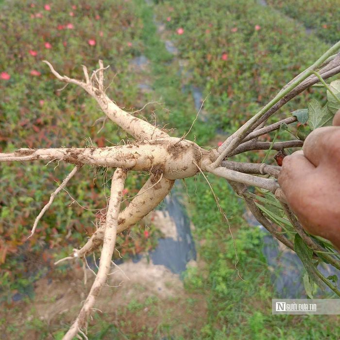 Nhờ sự chăm sóc của người dân, sâm Bố Chính cho sản lượng tốt, năng suất cao.
