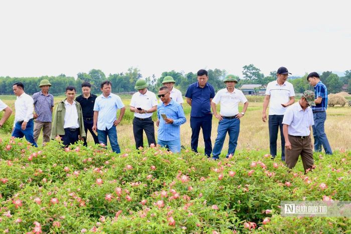 Lãnh đạo các phòng ban đánh giá hiệu quả mô hình trồng cây sâm Bố Chính tại xã Hương Xuân.