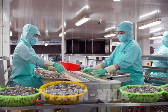 Chế biến thủy sản là thế mạnh của Cà Mau. Ảnh: Trung Hiếu - TTXVN