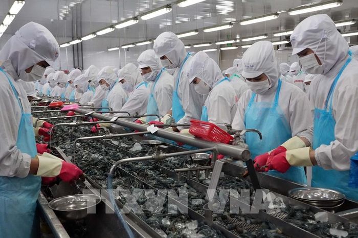 Chế biến thủy sản, thế mạnh của Cà Mau. Ảnh: Trung Hiếu - TTXVN