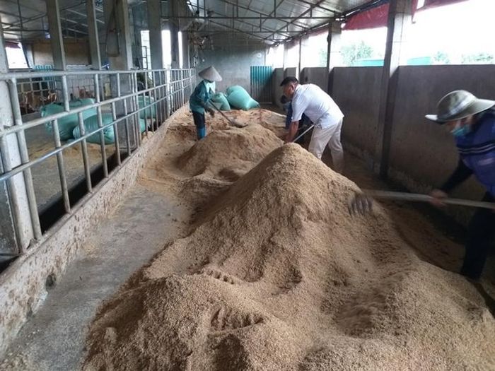 Nông dân đang làm đệm lót sinh học cho chuồng nuôi heo. Ảnh: khuyennongvn.gov.vn